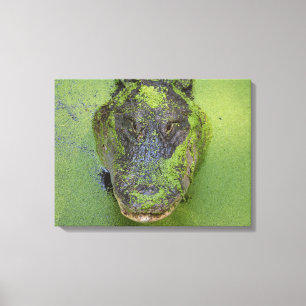Toile Alligator Gros plan Photo, Faune et Nature Prints
