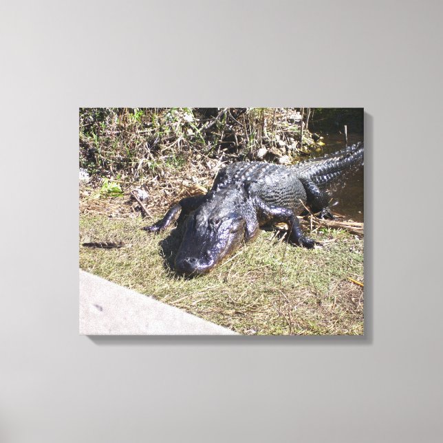 Toile Alligator réchauffé par le soleil sur un marais de (Recto)