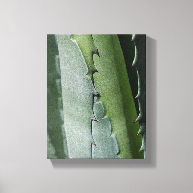 Toile Aloe - Photographie de Macro Fine Art (Recto)