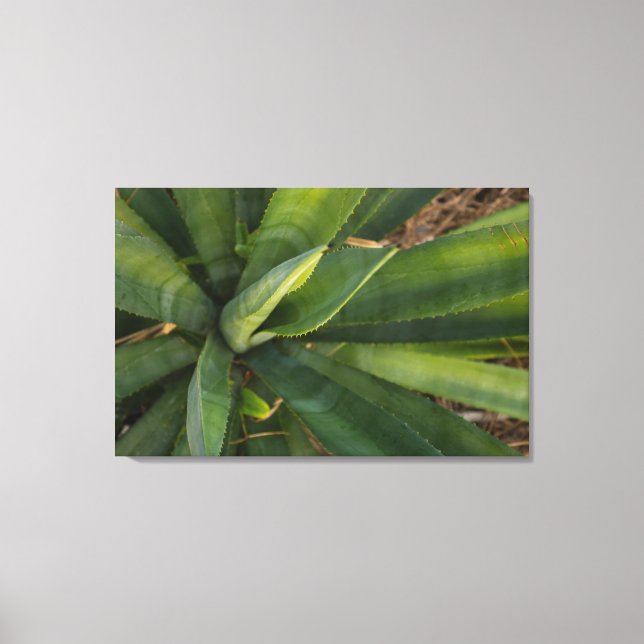 Toile Aloe Vera (Recto)