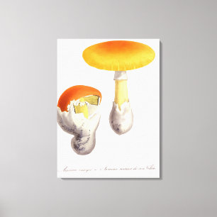 Toile Amanite Caesaria de "Phytographie Medicale" par J