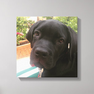 Toile amants de canecorso