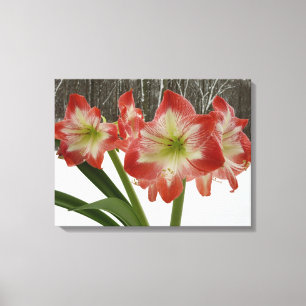 Toile Amaryllis en Fête Rouge Neige Hiver Floral