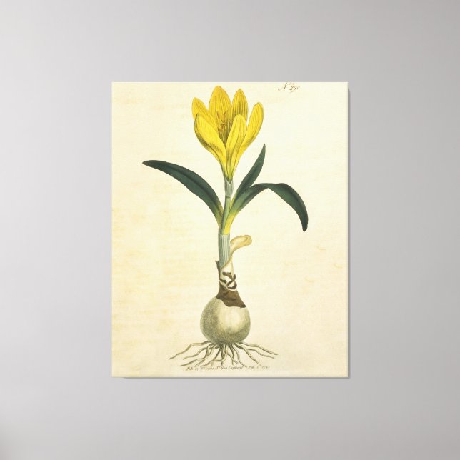 Toile Amaryllis Tulip Jardin Botanique Fleur (Recto)
