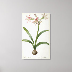 Toile Amaryllis Vittata
