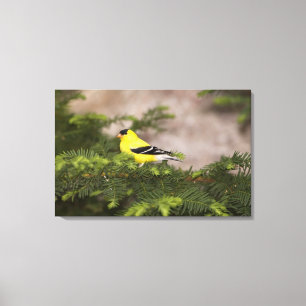 Toile Américain Goldfinch mâle dans un arbre