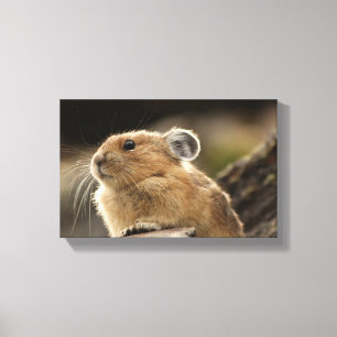 Toile Américain Pika