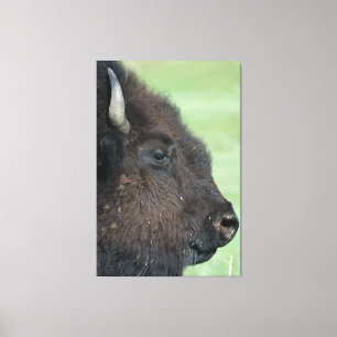 Toile American Bison Up Close - Photographie de la faune