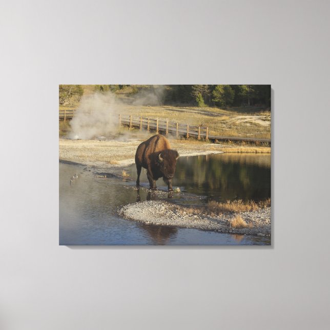 Toile American Bison Yellowstone Wildlife Photography (Recto)