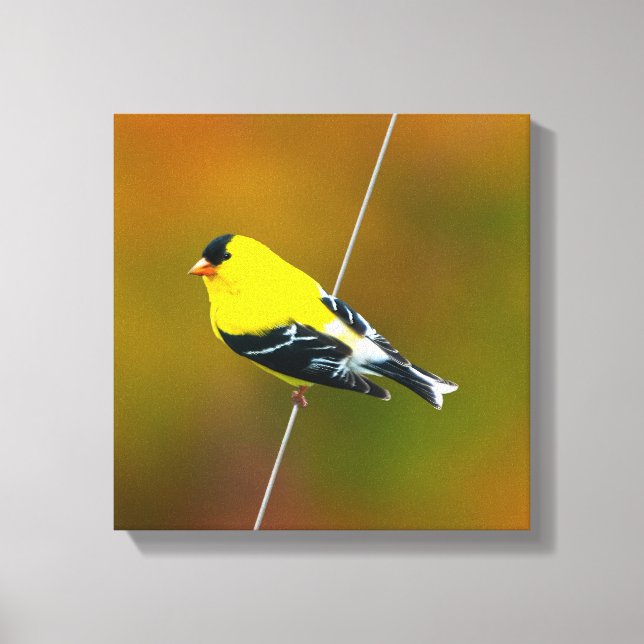 Toile American Goldfinch - Photo originale (Recto)