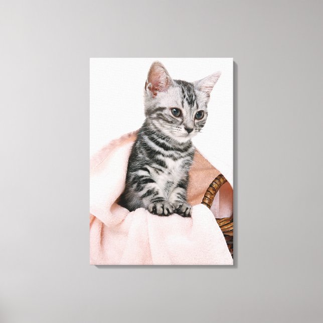 Toile American Shorthair 11 (Recto)