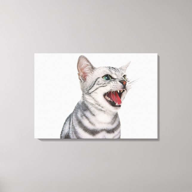 Toile American Shorthair 5 (Recto)