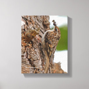Toile American Treecreeper avec bug