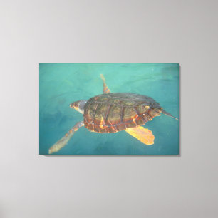 Toile Amérique centrale, Panama, Bocas Del Torro