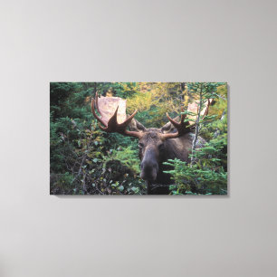 Toile Amérique du Nord, Canada, Nouvelle-Écosse, Cap-Bre