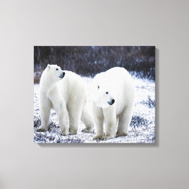 Toile Amour de l'ours polaire (Recto)