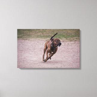 Toile Amstaff en cours