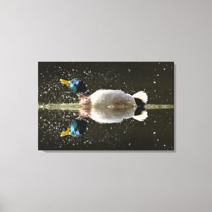 Toile (Anas platyrhyncus), secouer l'eau après