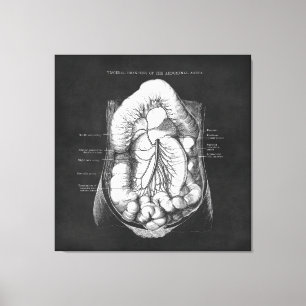 Toile Anatomie Art du système digestif Docteur Cadeau