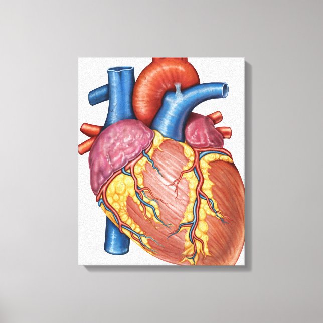 Toile Anatomie Brute Du Coeur Humain (Recto)