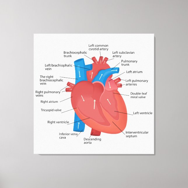 Toile Anatomie cardiaque (Recto)
