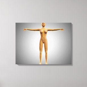 Toile Anatomie de corps féminin avec le système nerveu