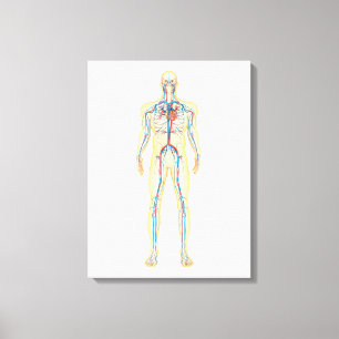Toile Anatomie de corps humain et d'appareil
