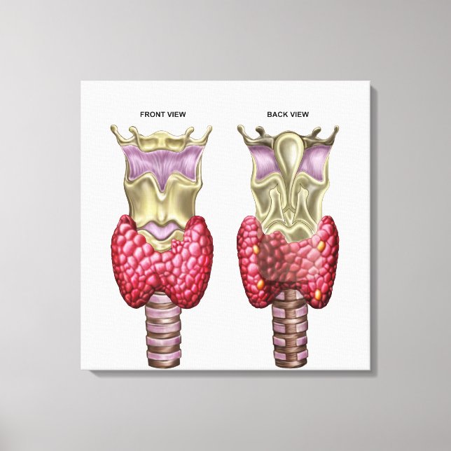 Toile Anatomie De Glande Thyroïde Avec Larynx Et Cartila (Recto)