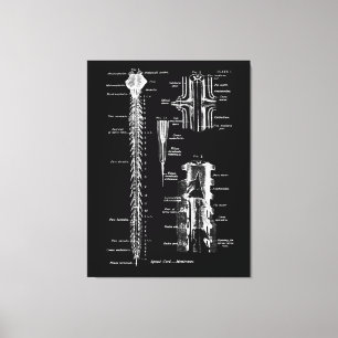 Toile Anatomie de la membrane de la colonne vertébrale D