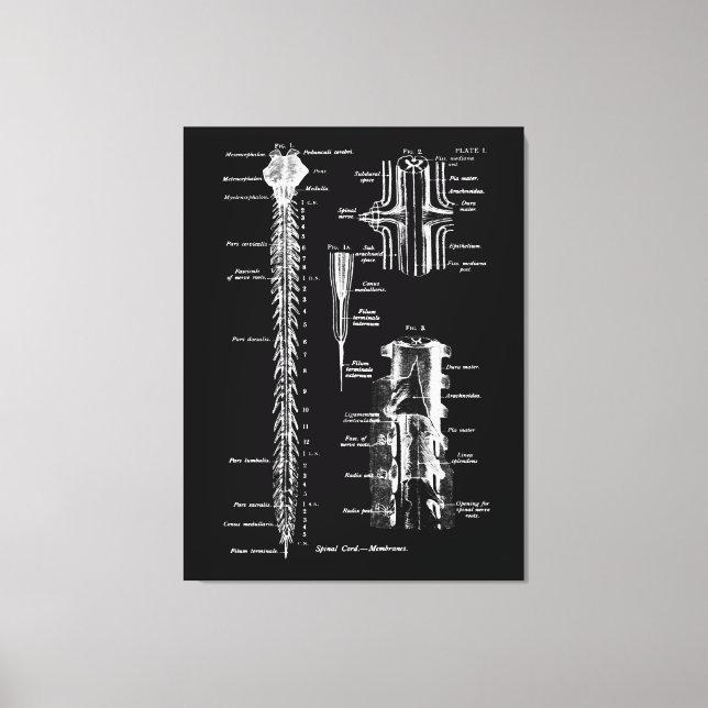 Toile Anatomie de la membrane de la colonne vertébrale D (Recto)