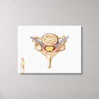 Anatomie De La Vertebra Humaine