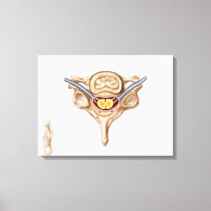 Toile Anatomie De La Vertebra Humaine