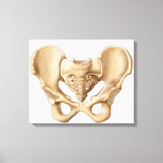 Toile Anatomie De L'Os Pelvique Humain 1 (Recto)