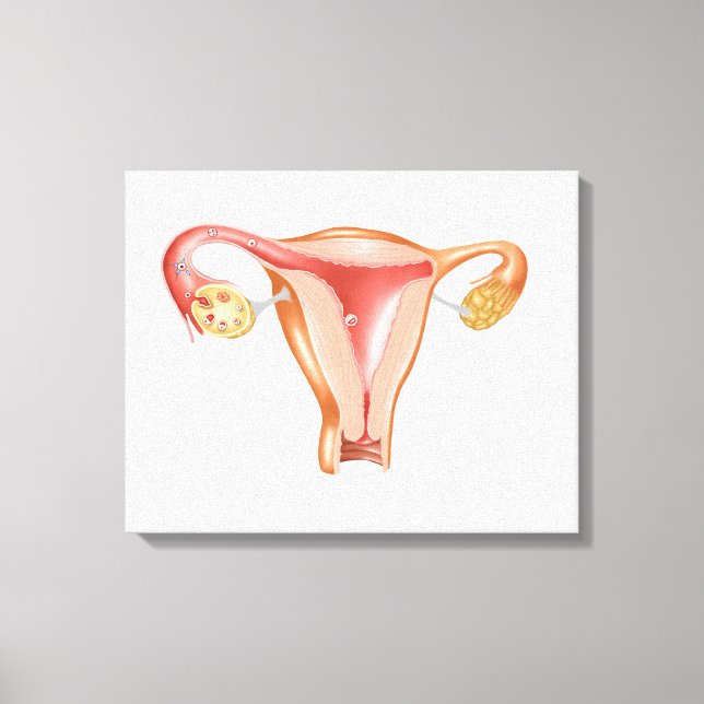 Toile Anatomie De L'Utérus Féminin 1 (Recto)