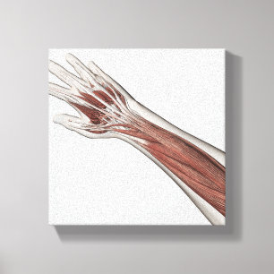 Toile Anatomie de muscle de bras et de main humains