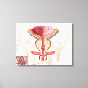 Toile Anatomie de prostate