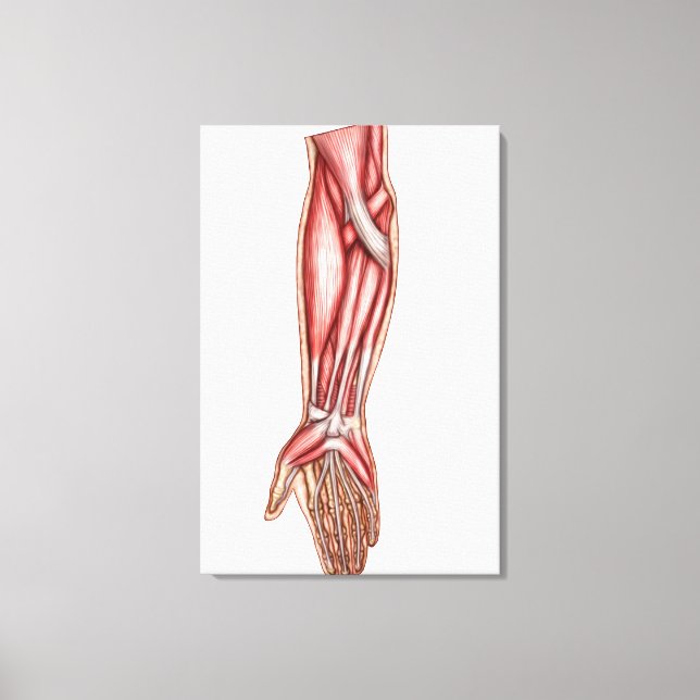 Toile Anatomie Des Muscles D'Avant-Arme Humains 2 (Recto)
