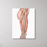 Anatomie Des Muscles De Cuisse Humains, Vue Antéri