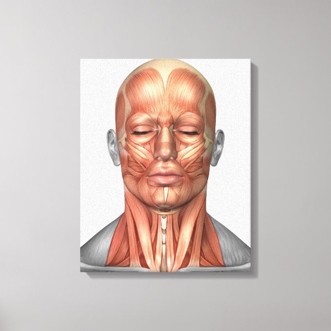Toile Anatomie Des Muscles Du Visage Et Du Cou Humains,  (Recto)