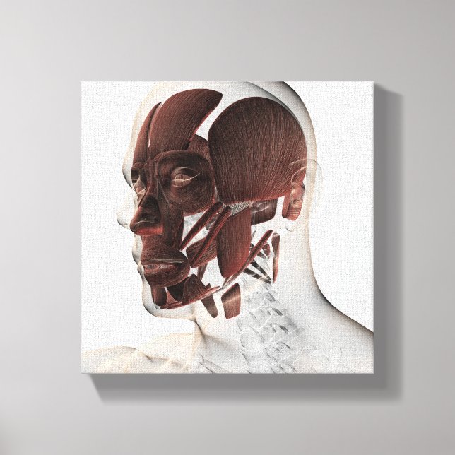 Toile Anatomie Des Muscles Faciaux Hommes, Vue De Côté (Recto)