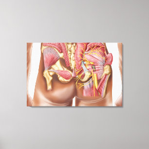 Toile Anatomie des muscles fessiers dans des fesses