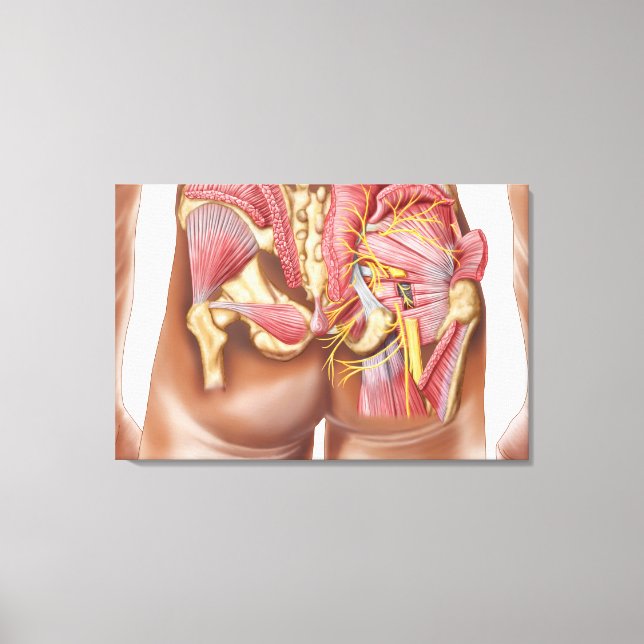 Toile Anatomie Des Muscles Gluteaux Dans Les Boutons (Recto)