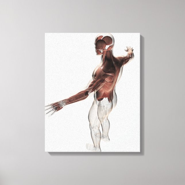 Toile Anatomie Des Muscles Masculins Dans Le Corps Supér (Recto)