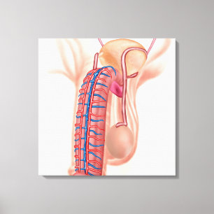 Toile Anatomie des organes reproducteurs masculins
