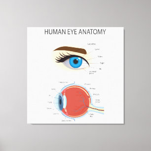 Toile Anatomie des yeux humains