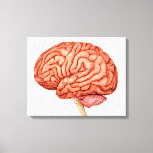 Toile Anatomie Du Cerveau Humain, Vue Secondaire 2 (Recto)
