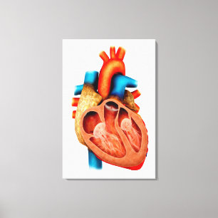 Toile Anatomie Du Coeur Humain, Section Transversale