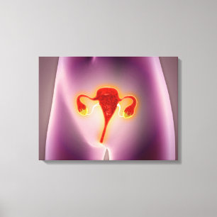 Toile Anatomie Du Corps Féminin Avec Utérus