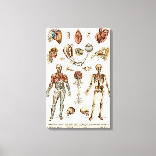 Toile Anatomie du corps humain (Recto)