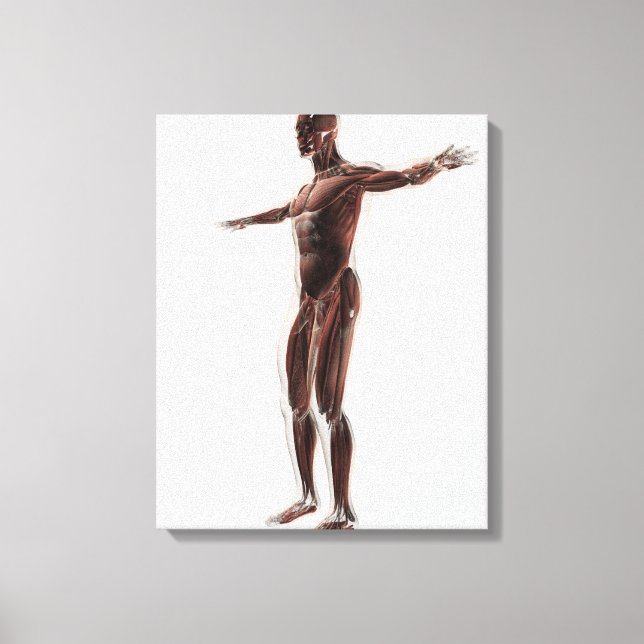 Toile Anatomie Du Système Musculaire Masculin, Vue Côtiè (Recto)